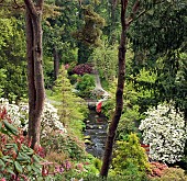 In the scenic dell  and woodland garden Wales United Kingdom in June
