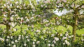 Malus Greensleeves espaliered apple trees