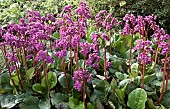 Elephants Ears Bergenia Stracheyi