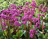 Elephants Ears Bergenia Stracheyi