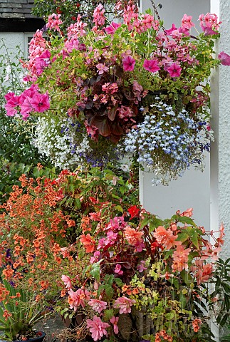 Hanging_Baskets_around_front_door_in_summertime_summer_flowering_annuals_pink_blue_white_green_folia