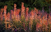 Epilobium Angustifolium ,Fireweed