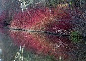 Cornus sibirica Dogwood