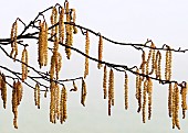 Photograph of early Catkins in late winter over theTrent and Mersey canal showing a light forms of nature mirrored on the surface of water on a sunny winters day