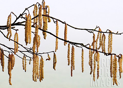 Photograph_of_early_Catkins_in_late_winter_over_theTrent_and_Mersey_canal_showing_a_light_forms_of_n