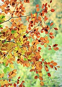 Fagus Sylvatica leaf and branch of common Beech tree