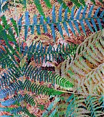 Wild Ferns