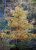 Larix; Larch tree