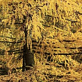 Larix occidentalis Larch tree