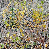 Frost covered Silver Birch tree