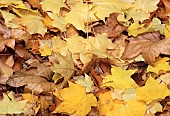 Fallen Maple Autumn Leaves