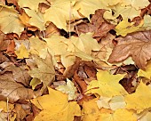 Sycamore leaves carpet ground in autumn