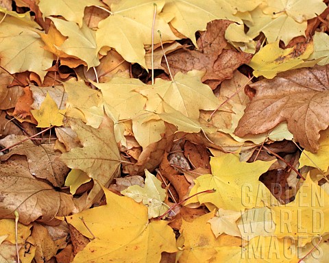 Sycamore_leaves_carpet_ground_in_autumn