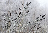 Buddleja davidii winter