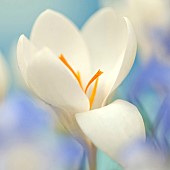 Close up Spring flower single white Crocus