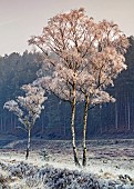 Severe frost clings to Siver birch tree in early winter on Cannock Chase AONB (area of outstanding natural beauty) in Staffordshire England UK