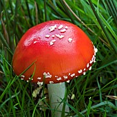 Fungi Amanita muscaria fly agaric