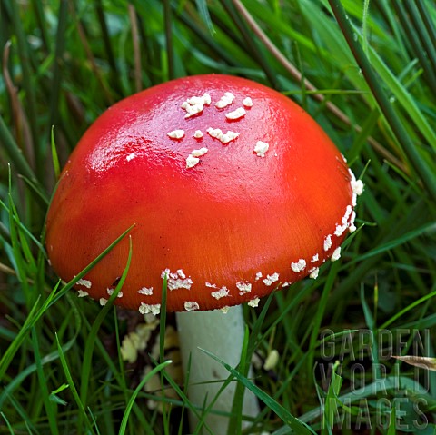 Fungi_Amanita_muscaria_fly_agaric