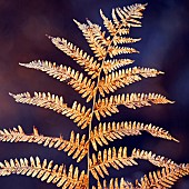 Backlit Fern, Autumn Cannock Chase Country Park AONB n Staffordshire England