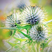 Echinops globe thistle