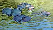 Blue skys reflected in Nymphaea Water Lily Leaves