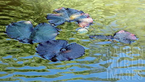 Blue_skys_reflected_in_Nymphaea_Water_Lily_Leaves