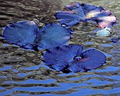 Lily leaves and reflections, on woodland pond in summer.