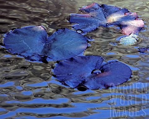 Lily_leaves_and_reflections_on_woodland_pond_in_summer