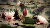 Floating Lily pads on a woodland pond in summer.