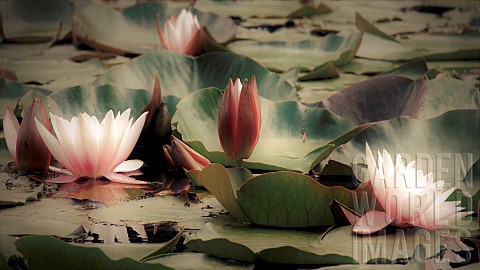 Floating_Lily_pads_on_a_woodland_pond_in_summer