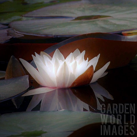 White_wild_Water_Lily_flower_and_foliage