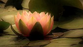 Water Lily flower and foliage