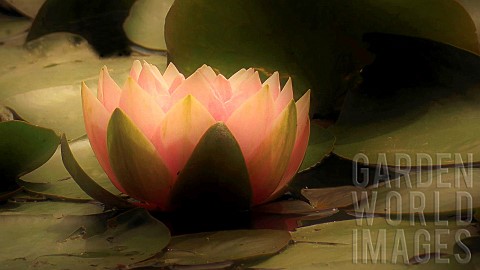Water_Lily_flower_and_foliage