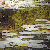 Reflections, and detrtus floating on woodland pond.