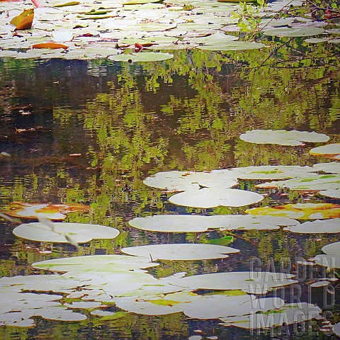 Reflections_and_detrtus_floating_on_woodland_pond