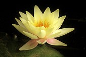 Water Lily flower