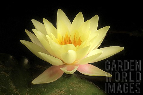 Water_Lily_flower