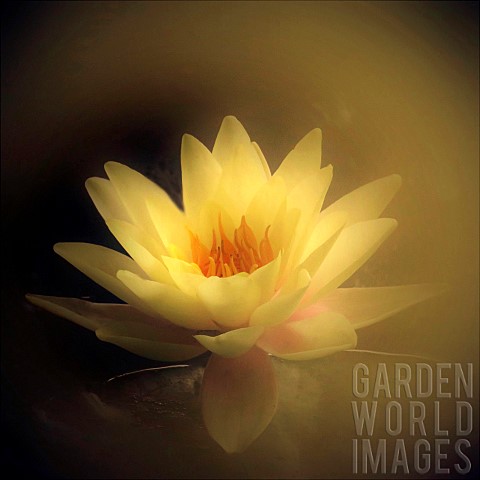 Water_Lily_flower
