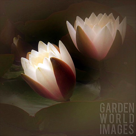 Nymphaea_Water_Lily_flowers