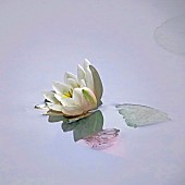 Wild Water Lily flower