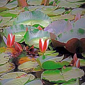 Lily pads on a woodland pond in summer.