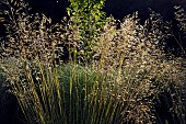 Border with a perennial ornamental grass in late summer.