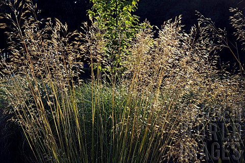 Border_with_a_perennial_ornamental_grass_in_late_summer