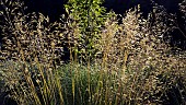 Border with a perennial ornamental grass in late summer.