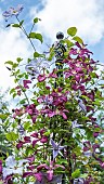 Clematis Madam Julia Correvon deep purple flowers againsr pale blue flowers of Clematis Blue Angel