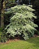 Cornus Controversa Variegata