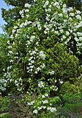 Rose Rosa Rambling Rector