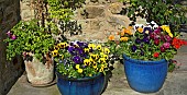 Blue ceramic containers with various striking coloured flowering Pansy