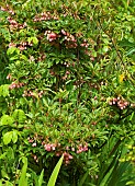 Enkianthus Campanulatus