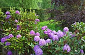 Rhododendron Augustinii  Electra 